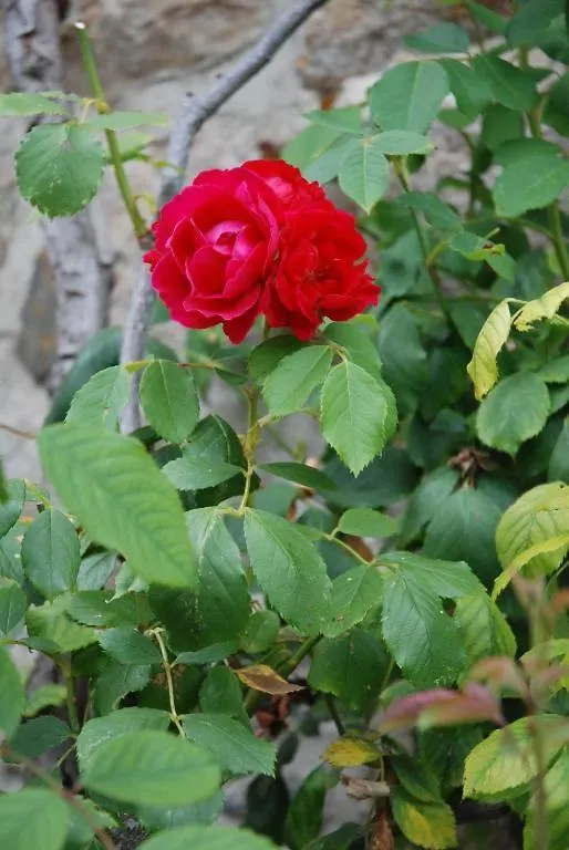 Bed and Breakfast E-Harz Ar Menez Mont-Dol Bed & Breakfast